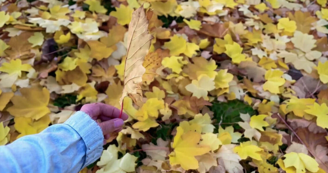 Deutschlands jahreszeitlichen Charme entdecken: Wie ihr den Herbst mit all seinen Farben und kulturellen Highlights erlebt